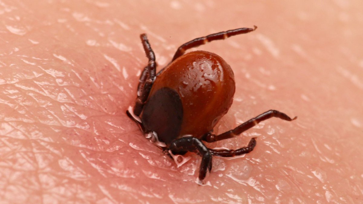 JohnConstas's tweet image. If you’ve been bit a tick in your life, chances are you have parasites

The amount of adults I see with serious health issues because of tick bites in childhood is alarming

These things can infect you with dangerous bacteria &amp;amp; parasites that’ll hijack your health