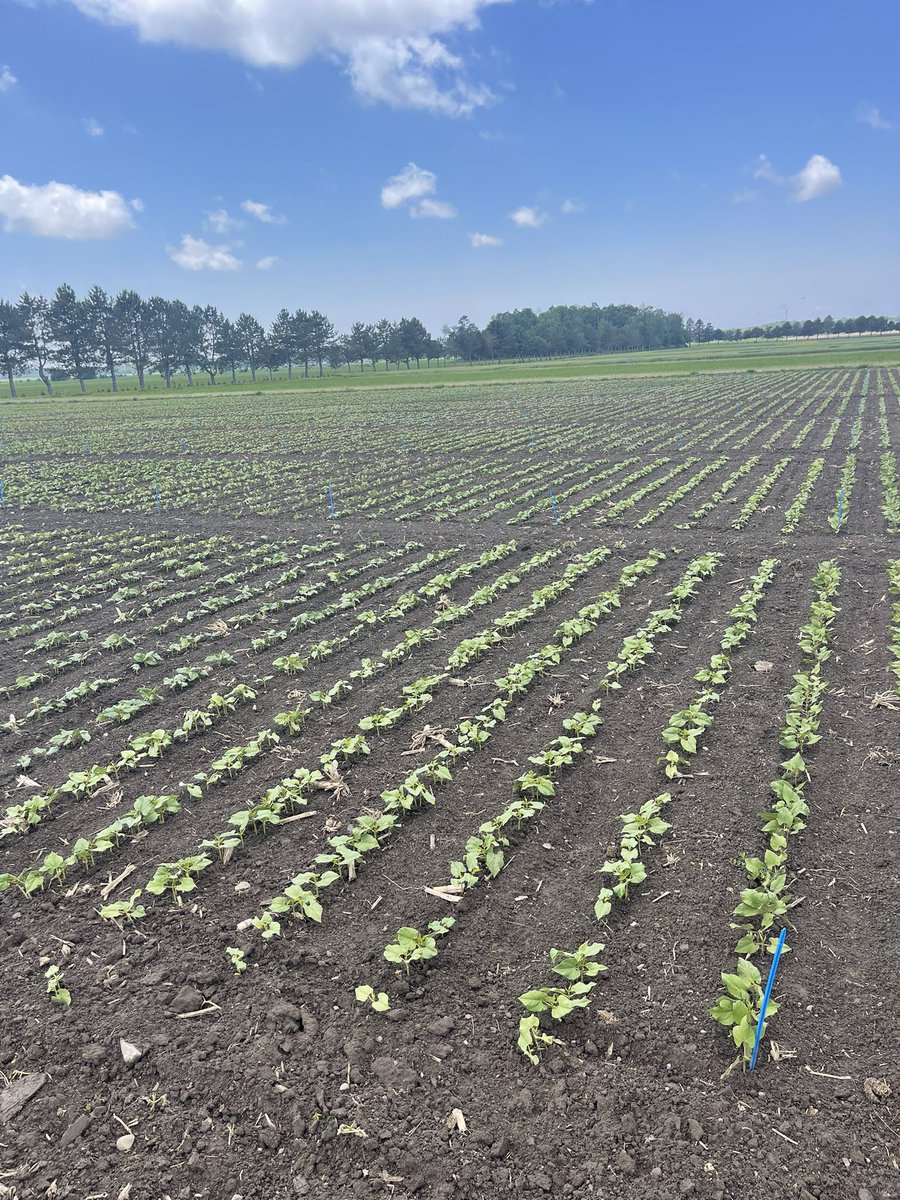 Dry bean performance trials planted May 26, loving the recent rain.
