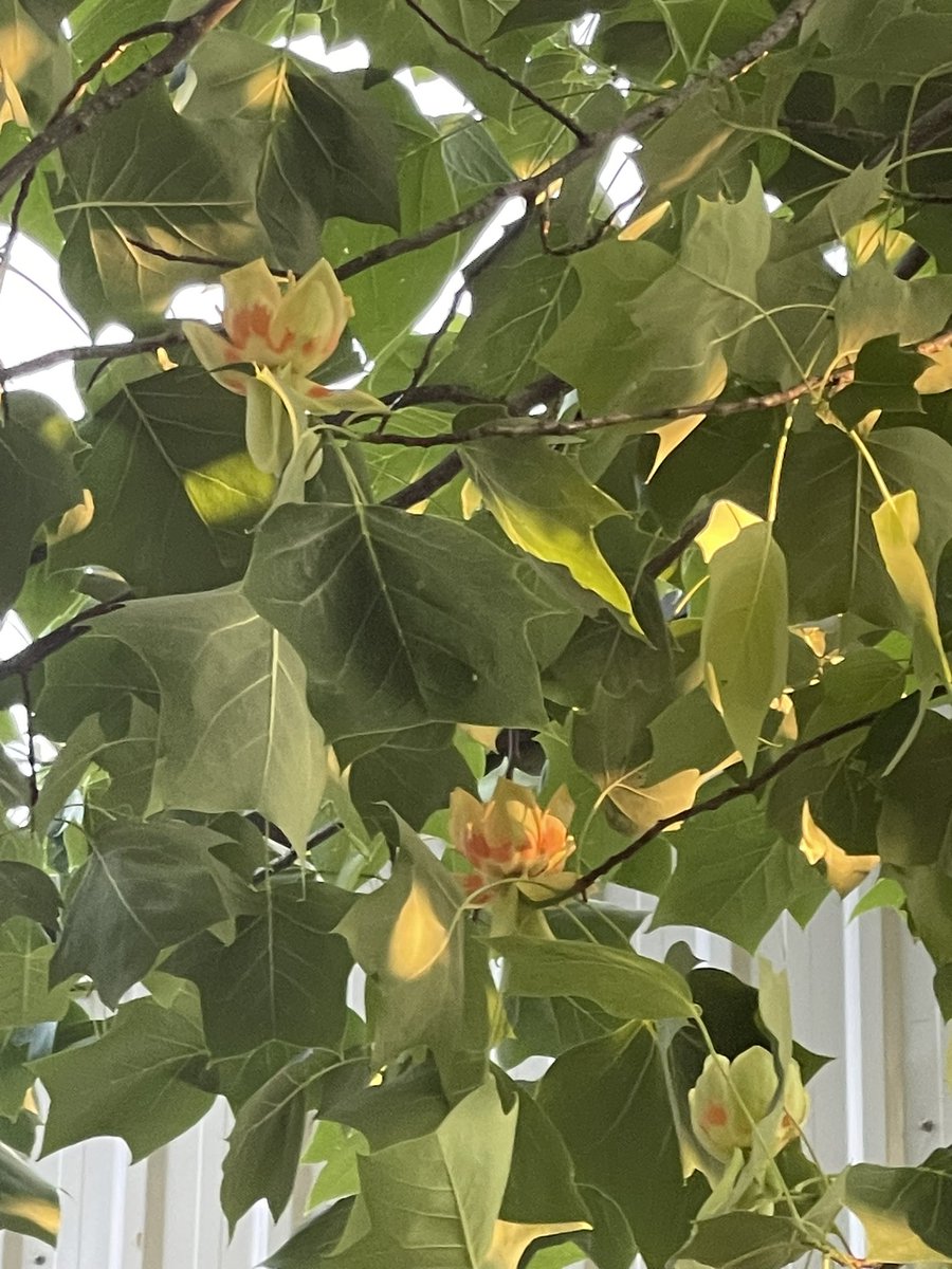 Second round of tulip flowers this year