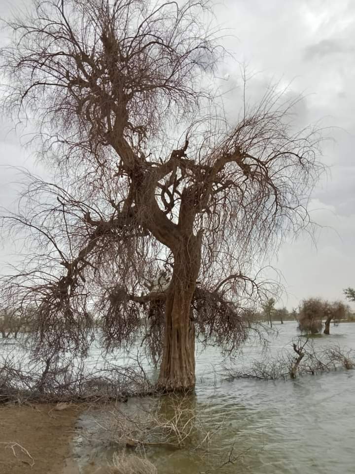 HanifSamoon1's tweet photo. And the petition filed by villagers against the wastewater reservoir #Gorano has been rejected by SHC. The wastewater from coalmines has already caused havoc with the environment #Thar. https://t.co/GG4Yg3TDlO