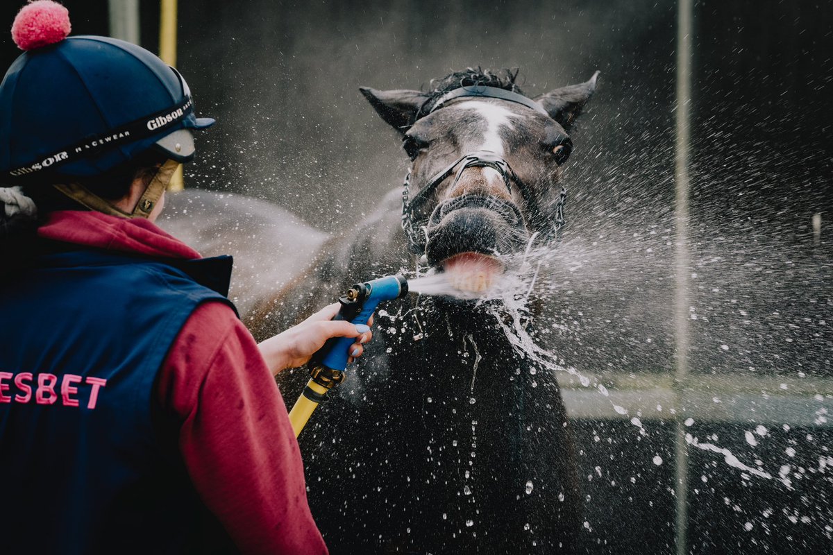 Two @UttoxeterRaces runners this evening, @ownersgroupuk’s Carlo Du Berlais (pictured) and Dirk Gently 

@Conbrace01 and @kielanwoods ride