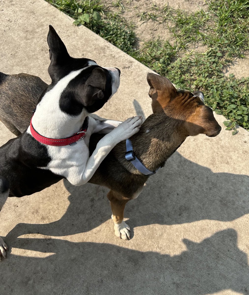 Maya with Gus this morning! ♥️