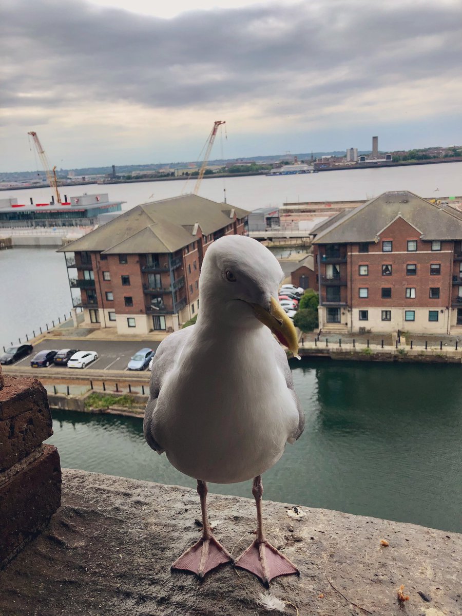 #JonathanLivingstonSeagull has dropped by for a dish of fish skin leftovers and has now commandeered the window ledge to make sure we stay put and entertain him🤣 … I think he’s gearing up for #glastonbury2023
