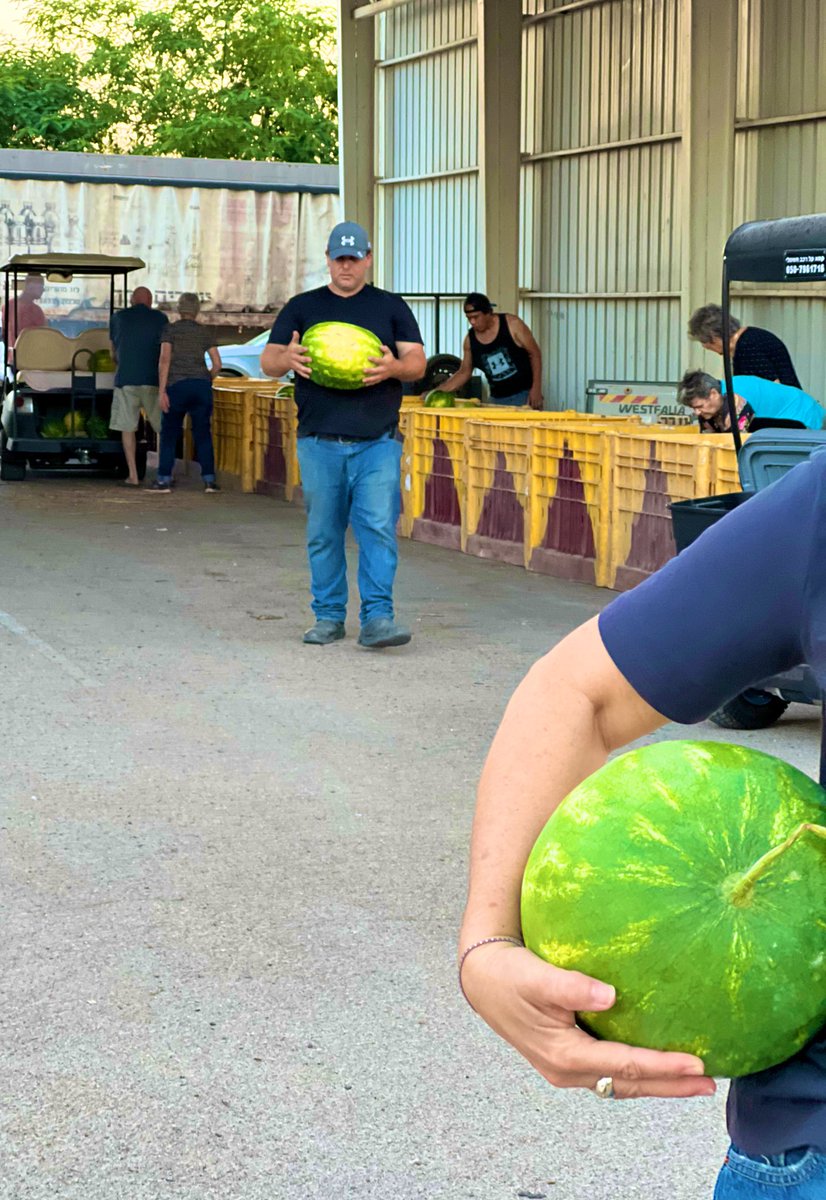 Sharing the bounty of morning's watermelon harvest with fellow kibbutz members. Embracing the spirit of community. 🍉 #KibbutzLife #HarvestTime
