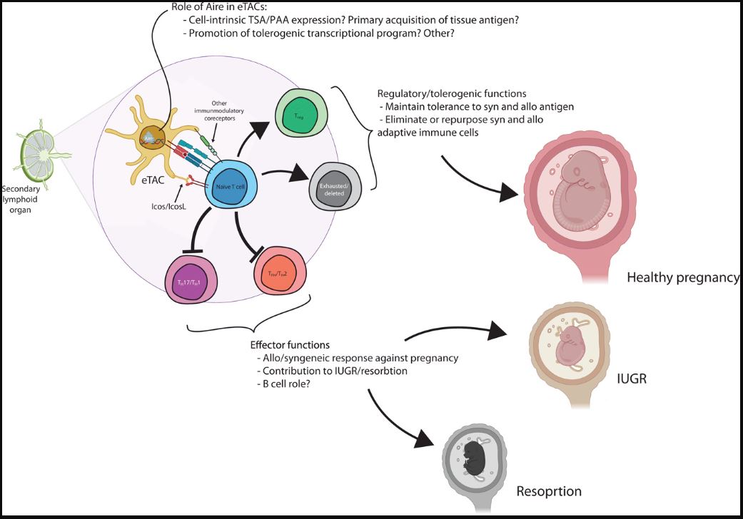 A 2021 study from @UCSF @UCSFSurgery scientists explored how maternal tolerance of the early embryonic and placental environment during #pregnancy could help inform the development of treatments to prevent pregnancy complications: scim.ag/32z #WeekendReads