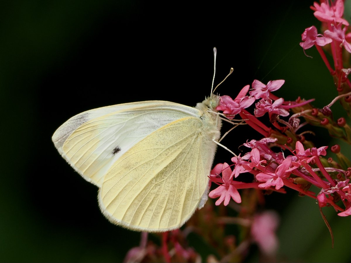 At last; a Small White butterfly on Red Valerian in my Taunton garden. @BCSomerset @savebutterflies @SWTTaunton @ukbutterflies #Butterflies