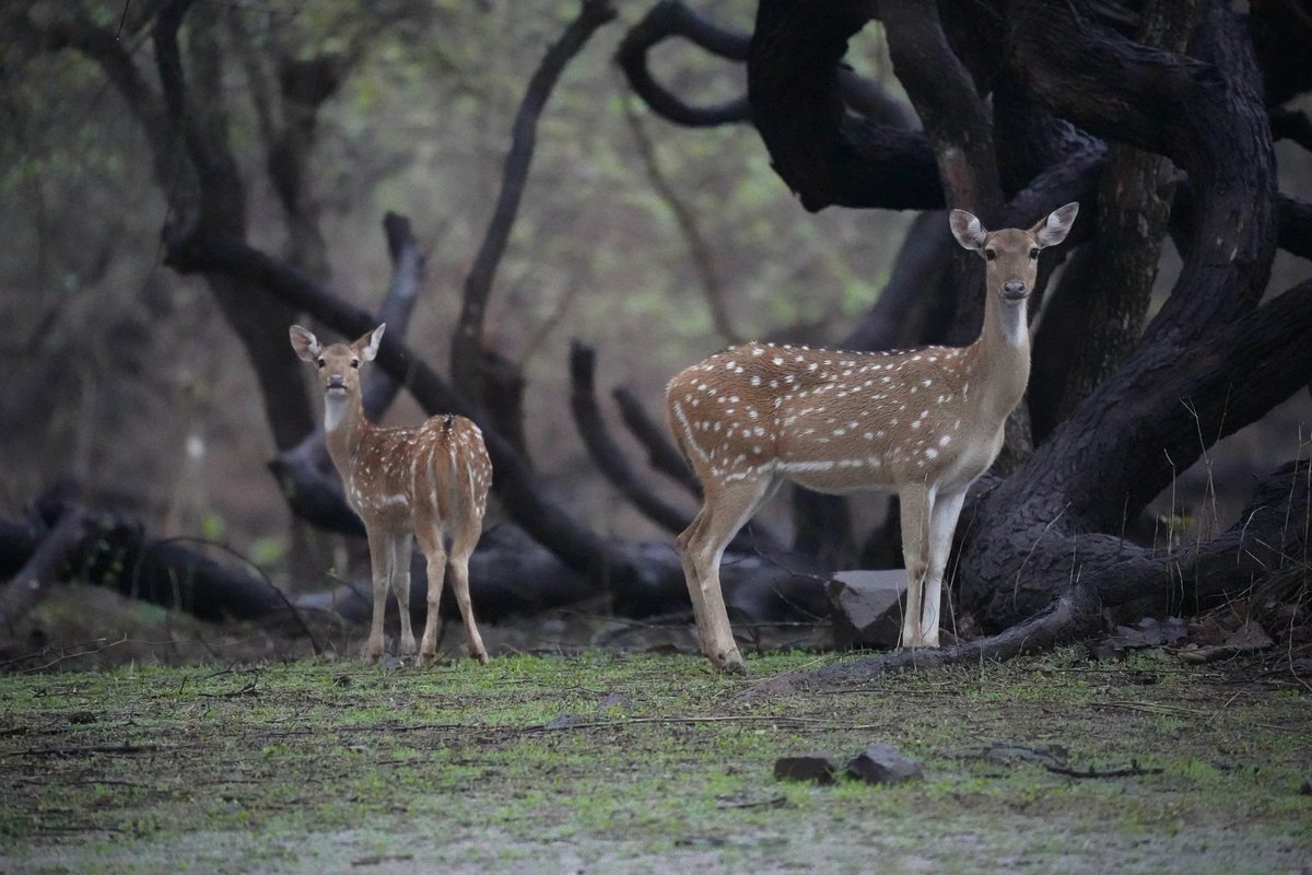 prashant Tomar tweet media