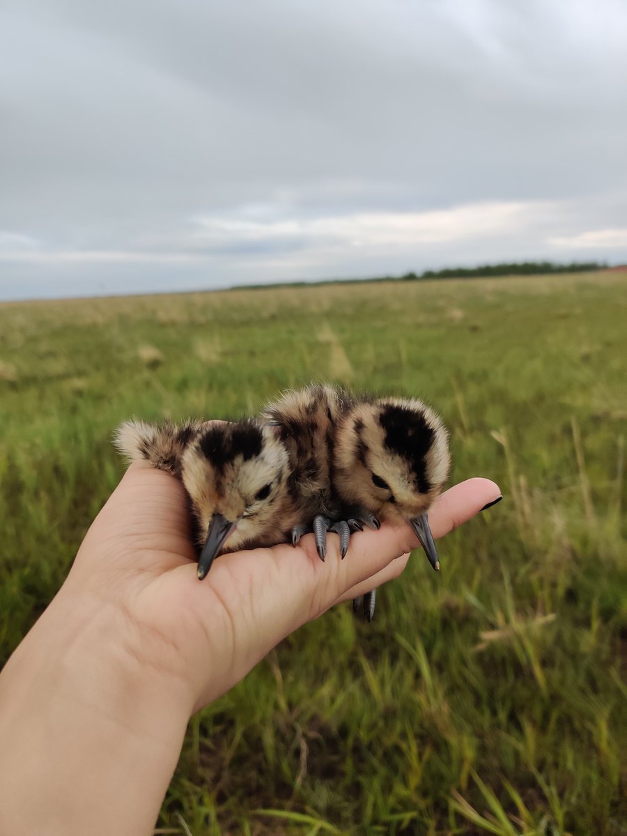 BelojevicJelena's tweet photo. Which wader chick is your favorite? 🐣
#ruff #curlew #southerndunlin #lapwing 1/2 https://t.co/RpBmTpjWOp