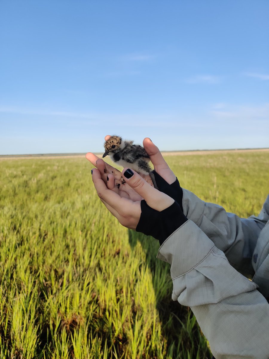 Which wader chick is your favorite? 🐣
#ruff #curlew #southerndunlin #lapwing 1/2