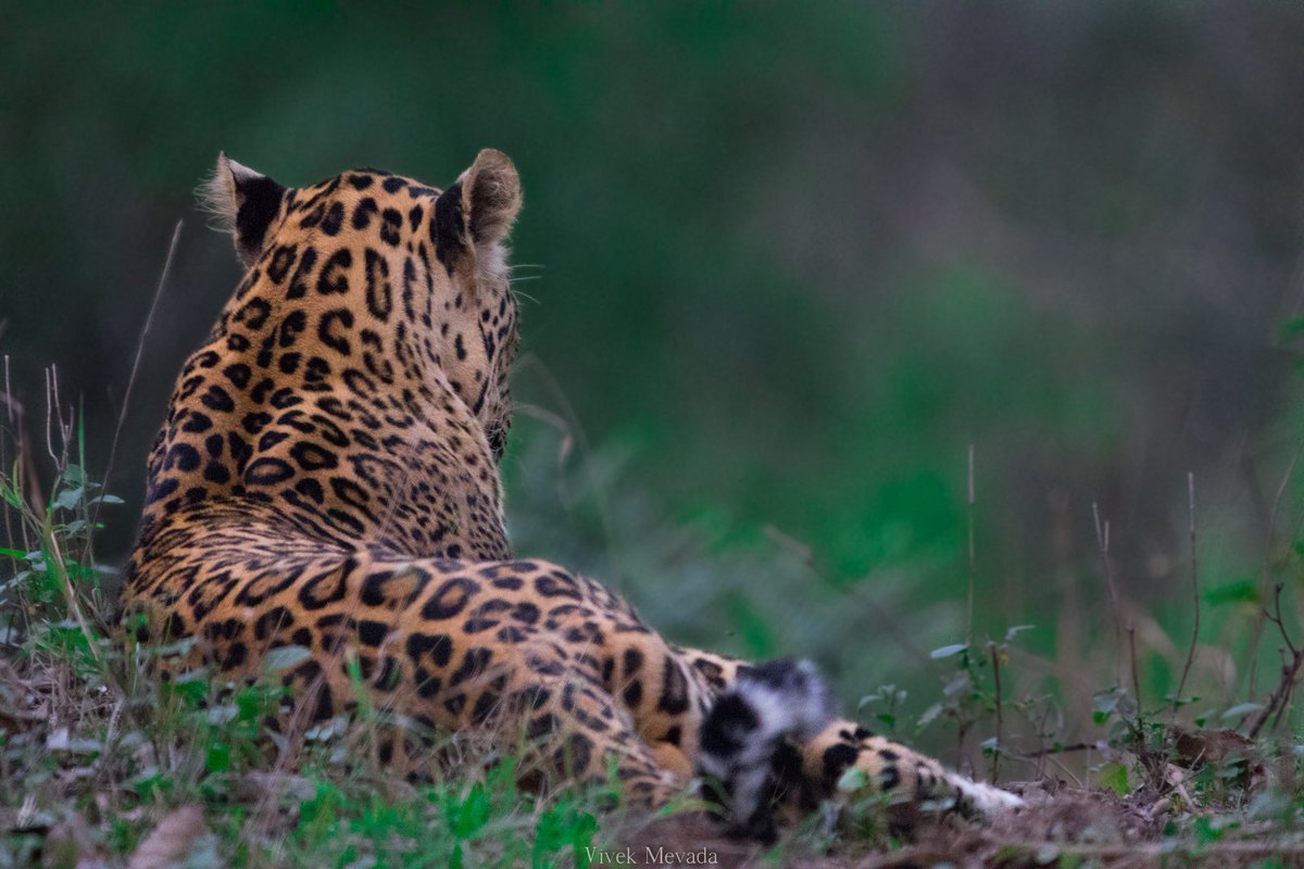 Pench 23

Tags:-
#wildlifephotography #wildlife #photography #leopard #bigcatsofinstagram #canon #wildlife_perfection #wildlifeplanet #wildlifeonearth #wildlifeaddicts #wildlifephotography #wildlifeshots #wildlife_captures #pench #photography #natgeoyourshot #nofilter