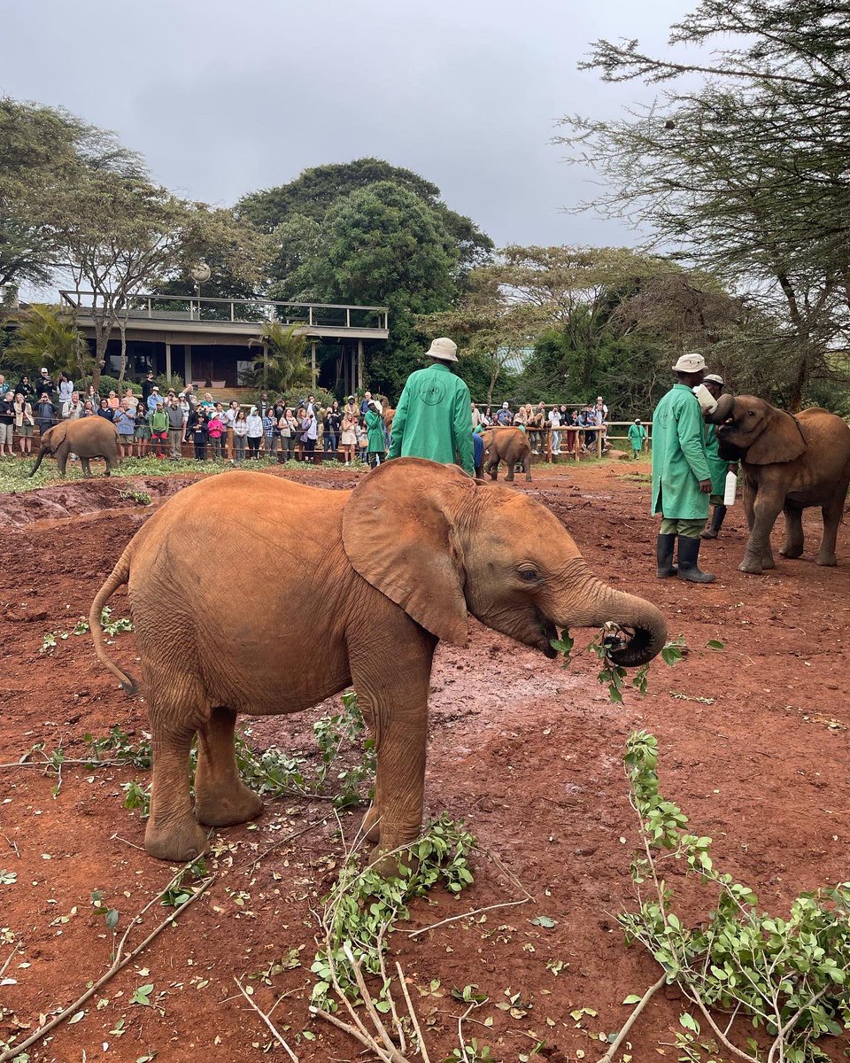 LutherRisa's tweet photo. First week back in Kenya since 2019 is done ✅ feeling pretty stoked to be back and who doesn’t like to end the week with baby elephants https://t.co/rOs54VSXkc