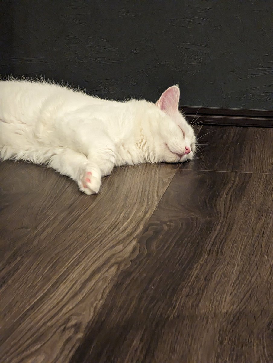 PeRoTaRu0425's tweet photo. おちてた。

#猫好きさんと繋がりたい #ねこのいる生活 #生後6ヶ月 ＃仔猫　#体重は5キロのBIGベビー https://t.co/Ze8qx6Yzib