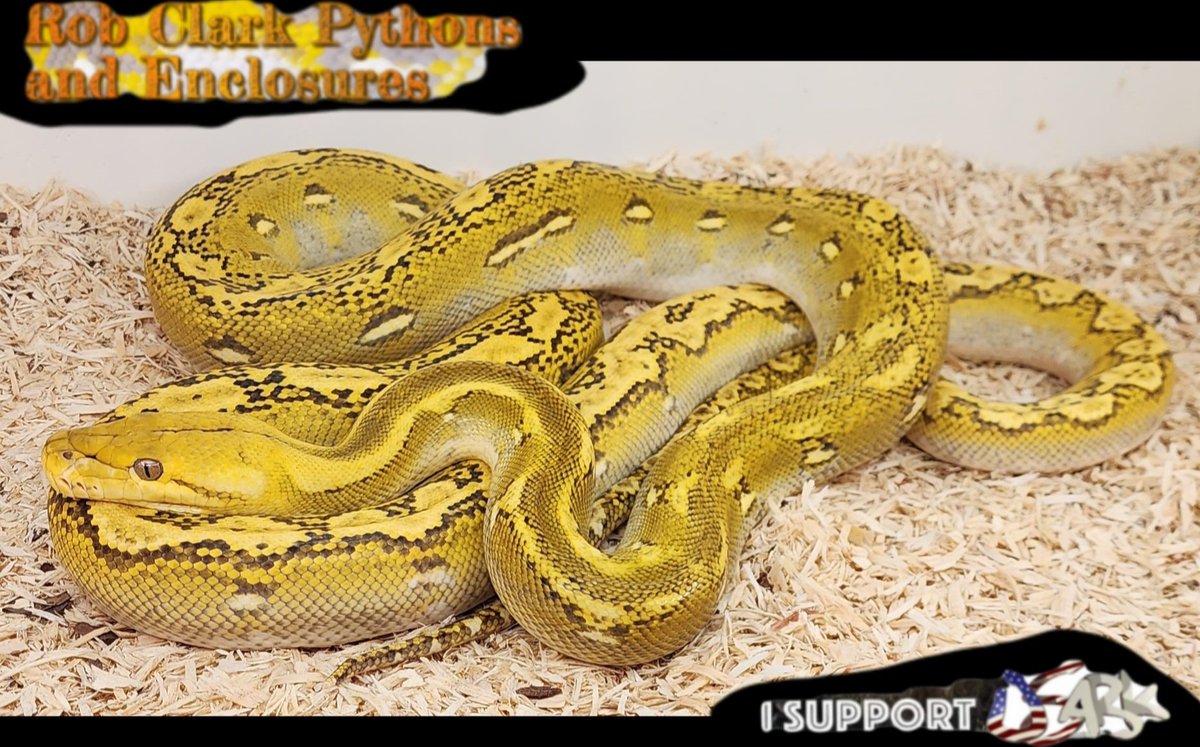 RobClarkPythons's tweet image. Female Platinum Phantom het Albino Retic
Rob Clark Pythons 
Expect BIG Things 
  Wilmington NC 
RobClarkPythons.com 
#python #reticulatedpython #phantom #shipyourreptiles #morphmarket #snake #platinumretic #retic #usark