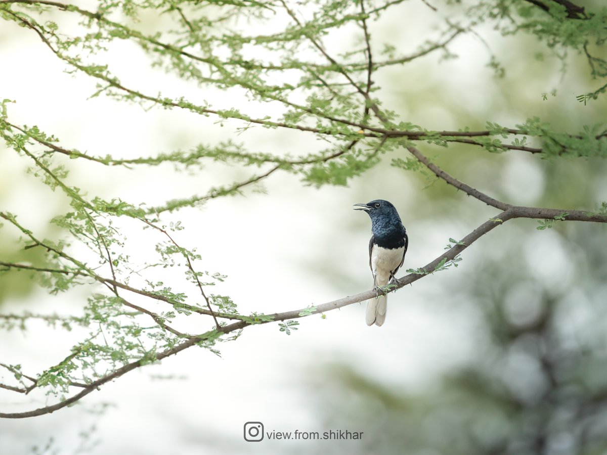 A Dialogue with Nature: Conversations held by Oriental Magpie-Robin on a Babul branch

#BirdsOfIndia #OrientalMagpieRobin #IndiAves #ThePhotoHour #BirdsSeenIn2023 #SonyAlpha #CreateWithSony #SonyAlphaIn