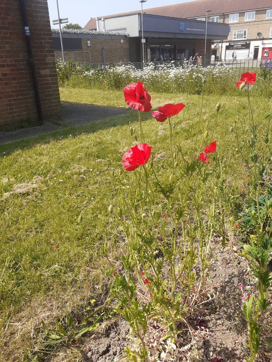 CoopPioneerHull's tweet photo. As #GreatBigGreenWeek comes to a close @MPCLisaW, we have planted flower &amp; veg seed, picked litter, shared ideas &amp; raised £40.00 for  Elmbridge's recycling hub #swapandshop through plant sales!  Thankyou to @GreatfieldHub @GreatfieldBig @TimeBank_HER &amp; #StHildas https://t.co/CCwm3uZC1D