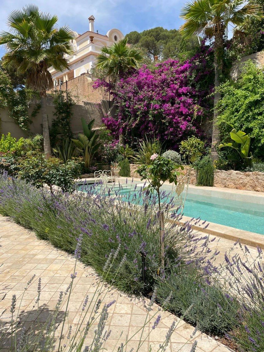 rubycalime84's tweet image. Visit friends' houses and see purple flowers