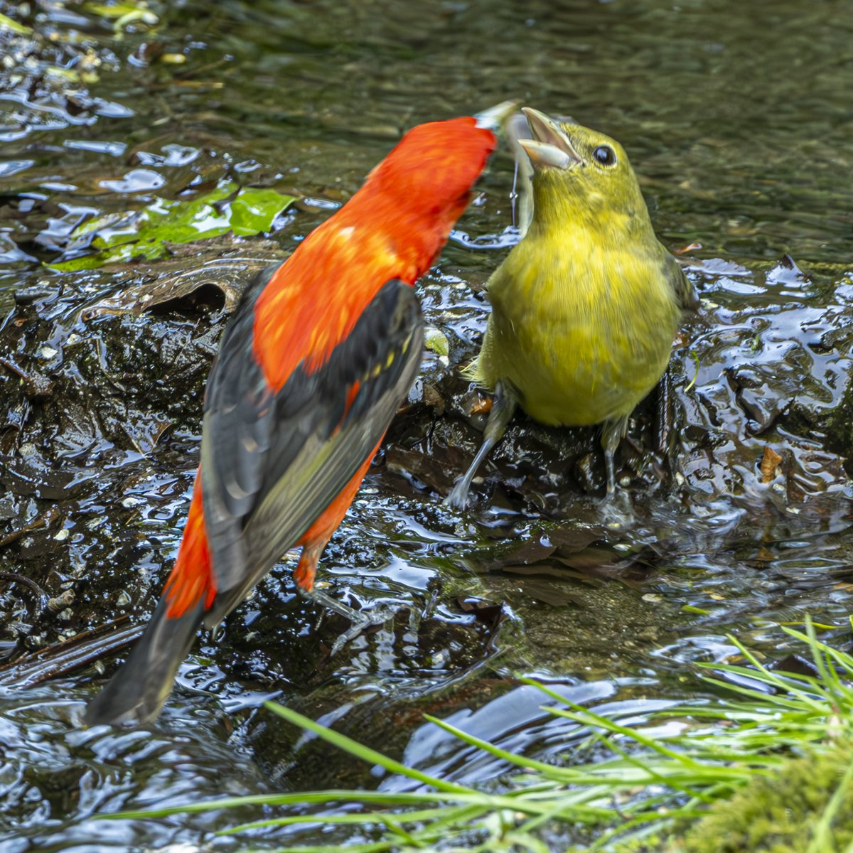 A couple Tanagers on 5/18 meet to exchange greetings, bathing rock, Central Park, NYC #birdwatching #naturelovers #birdcpp #TwitterNatureCommunity #birdsofinstagram #birds #birdsoftwitter  #birdwatchingphotography #centralpark #birdphotography #warblers