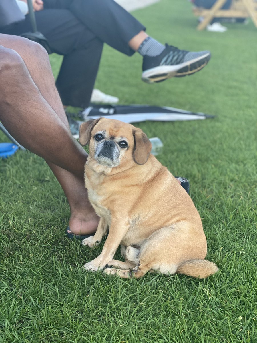 cricket_dogs's tweet photo. ✨VOGUE ✨
This lil Jaffa strikes a pose 📸
@dogsatcricket
#CricketDogs
#DogsAtCricketGrounds https://t.co/CQStD692xo