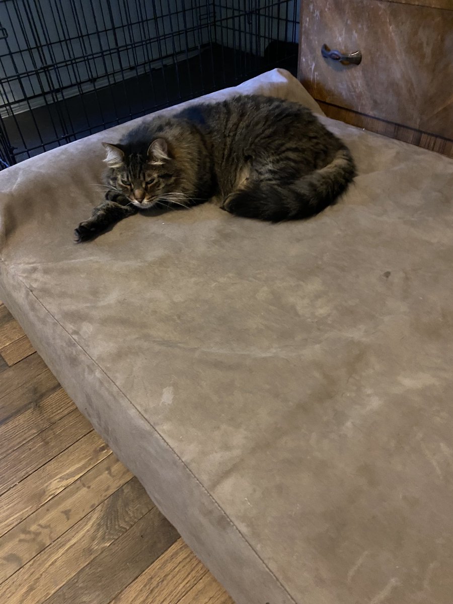 I claim the ⁦@bigbarkerusa⁩ Big Barker bed as my own. I have a big personality, so I need a big bed. #Declan #AdoptDontShop #CatsofTwitter