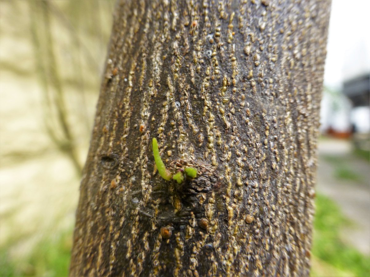 Citrus Mania 🍊🍋 🪴💛 tweet media