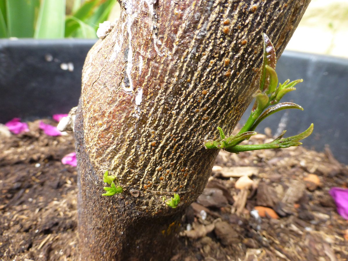 Citrus Mania 🍊🍋 🪴💛 tweet media