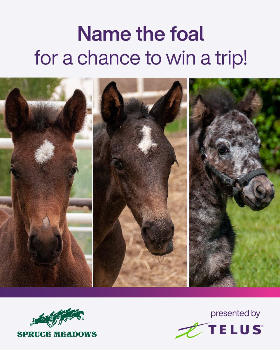 Kim793's tweet photo. Help @Spruce_Meadows name their new foals for a chance to win a trip to the 2023 Spruce Meadows Masters tournament in Calgary! Full contest rules and entry at https://t.co/5RF1QEBs1w #NameTheFoal #TeamTELUS https://t.co/m7hZduF32e