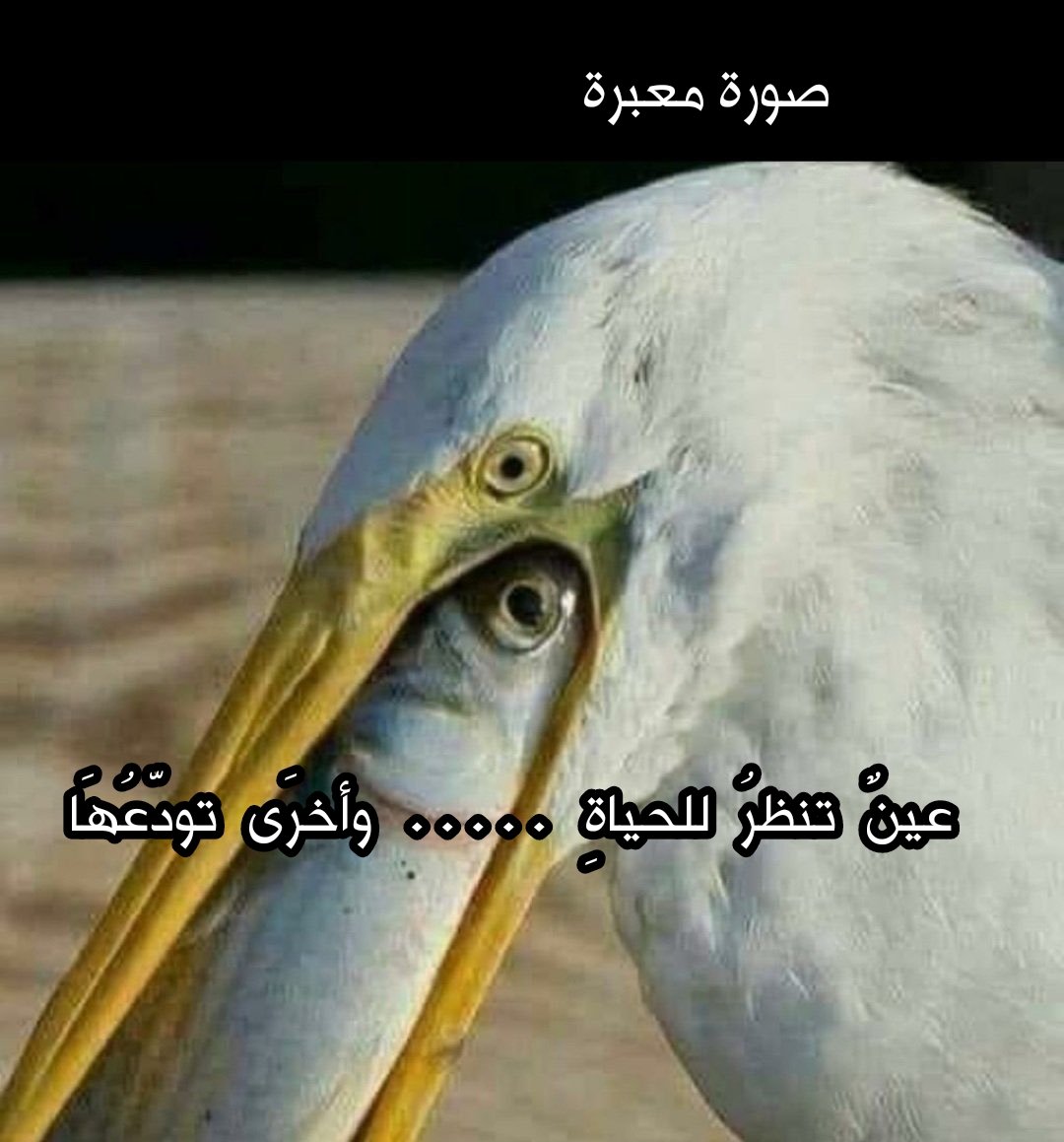 عبدالعزيز الشايع🖊️ (@sas_a15) on Twitter photo 