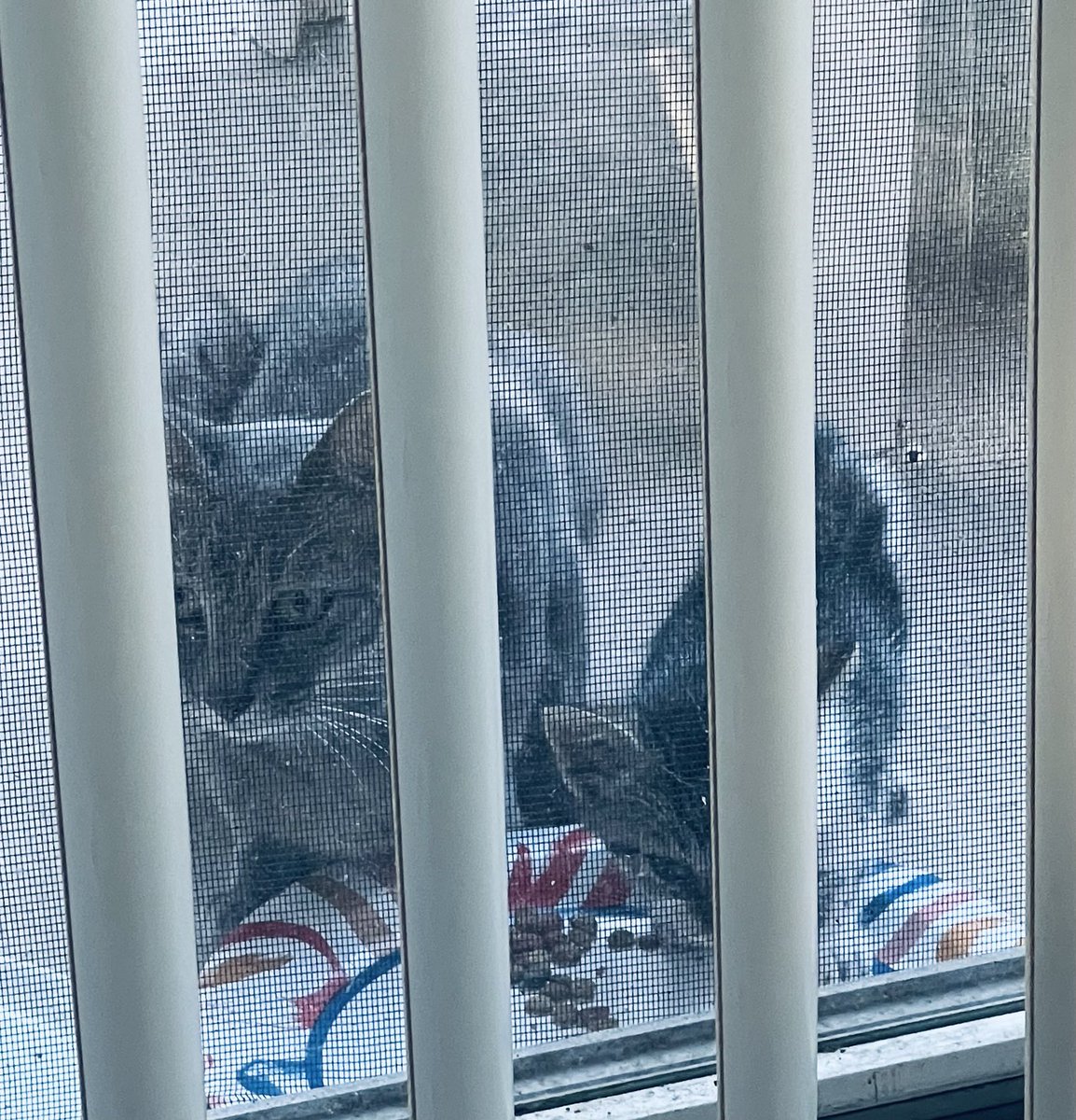 En la vacación aparecieron una mami y su bebé. Pues nada, mi fundación no descansa 😻
