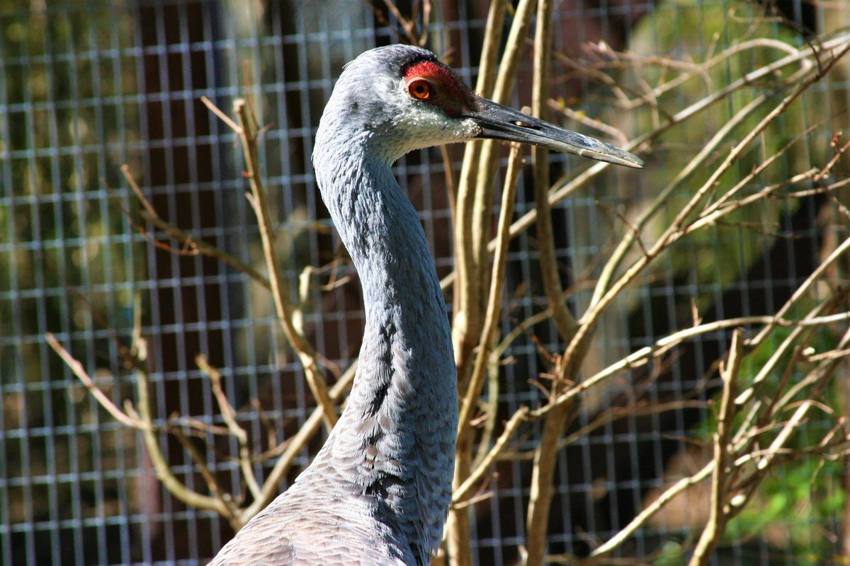 If  you missed today's Breakfast with the Animals, join us for the next one on July 15 to learn about some of the zoo's feathered friends. fareharbor.com/embeds/book/mm… #thingstodo #birds #breakfast #familyfun #getoutside #animals #millmountainzoo #Roanoke #noke #MMZ #roanokevirginia
