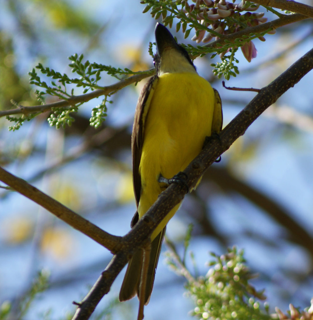 #SomosBiodiversidad – Aves del Jardín Botánico de Caracas

ow.ly/zqSn50NSa5y
