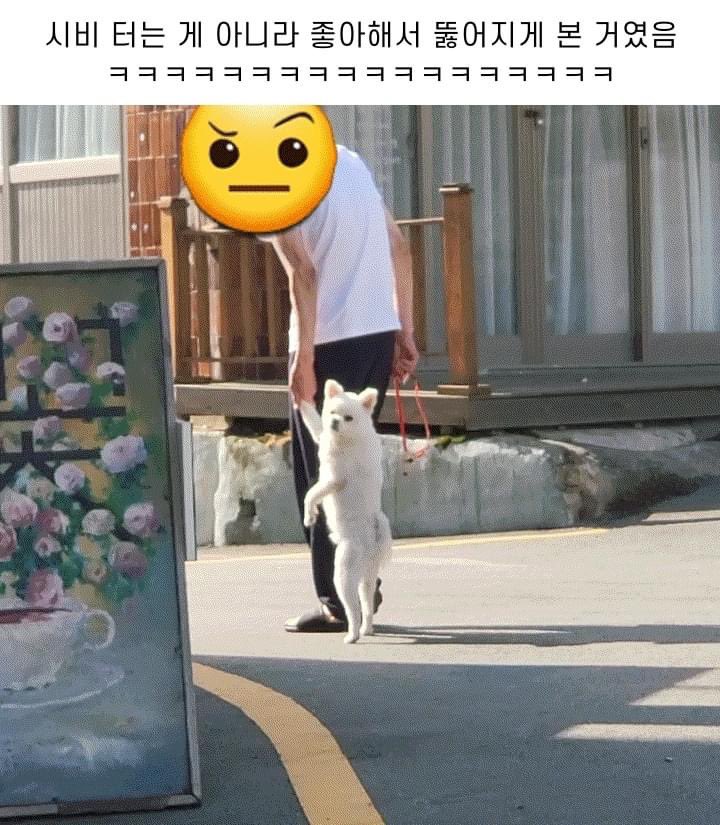 day_off_daying's tweet photo. 시비터는 포메의 진실 ㅋㅋㅋㅋㅋㅋㅋ아 개귀여움 읽어보세요 https://t.co/e71kRbiO5w