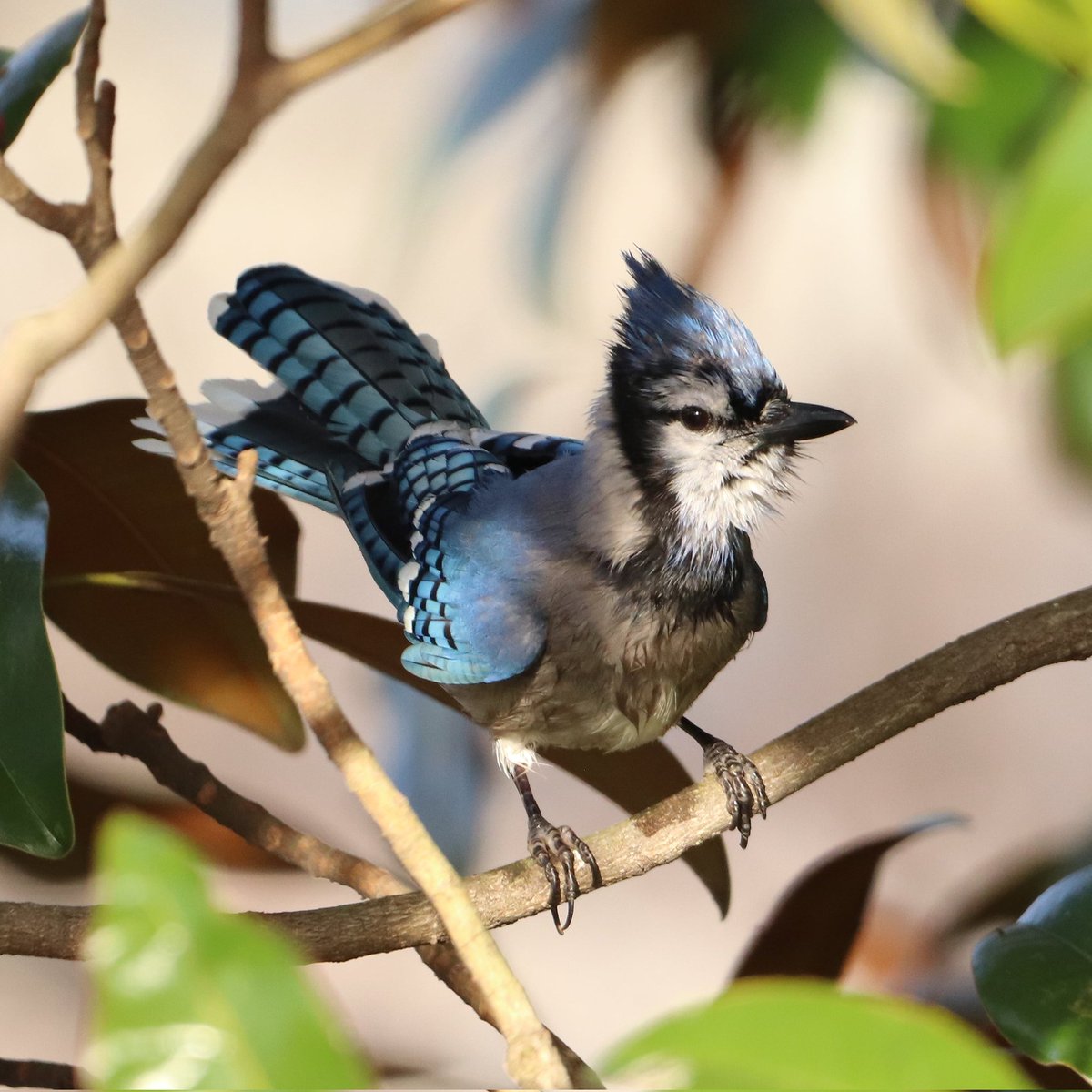 birdhouse_love's tweet photo. A postbath preening session... 💙
#postbath #postbathpreening #preening #bluejaybird #bluejays #bluejay #bluejayvisit #preen #preeningbird #bluejayvisitor #birdcommunity #birdworld #birdwatching #birdlife #birds #birdloversclub #birdlovers https://t.co/t3y9JKtPQX