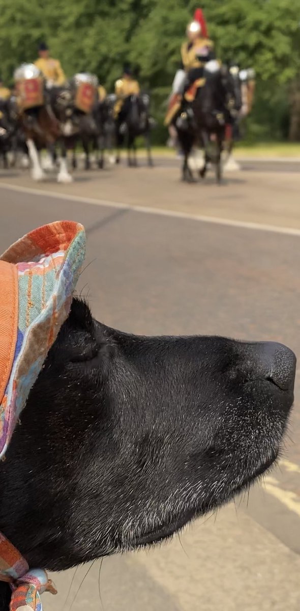 @theroyalparks @RoyalFamily Even a Spanish dog enjoy this morning 
Trooping The colours 

@HCav1660 #householdcalvary 
#TroopingoftheColour @planetazarpa