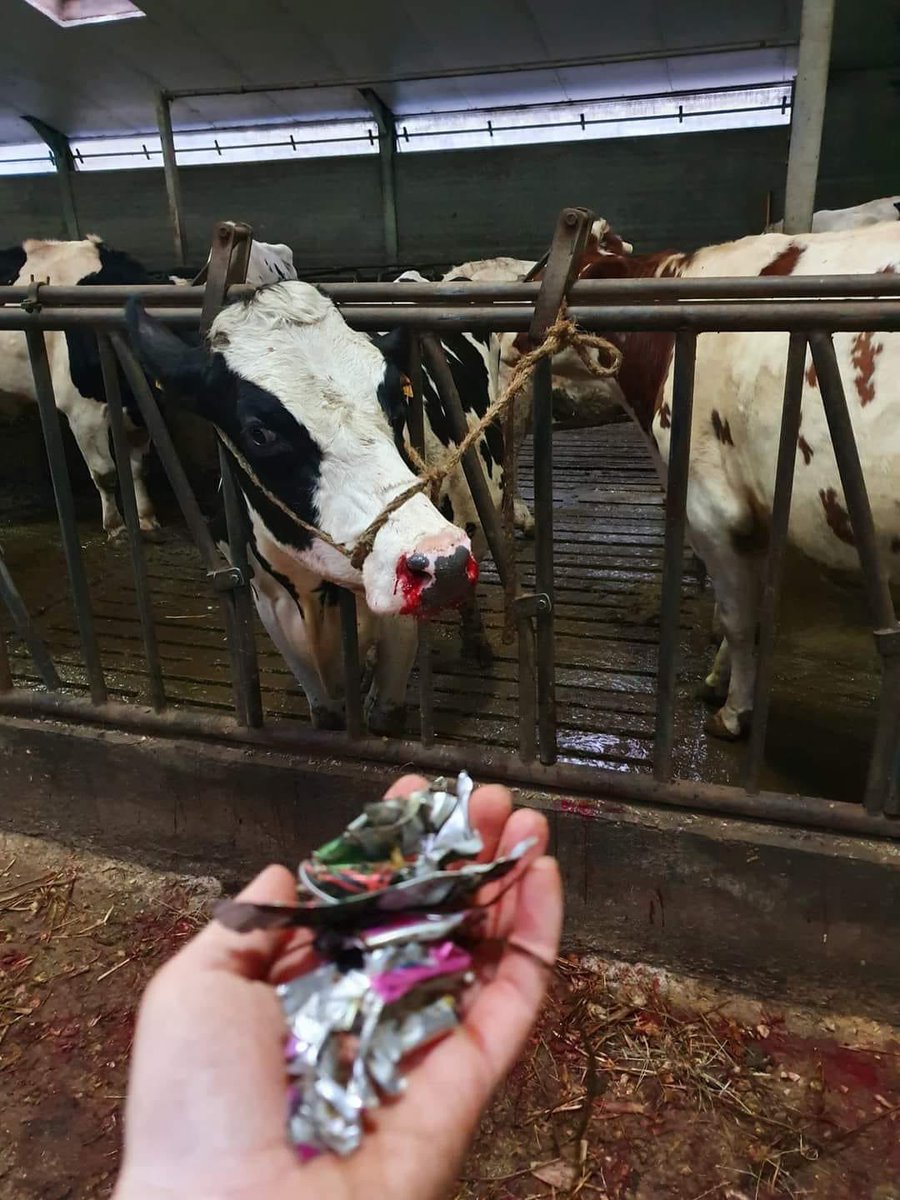 krannoot's tweet photo. Mensen of moet ik zeggen ‘viespeuken’ die het nodig vinden hun blikjes in velden en weiden te gooien! Kijk!!!! Dit zijn dan de pijnlijke gevolgen van uw egoïstische daden! 😡 https://t.co/n46v0IIBDM