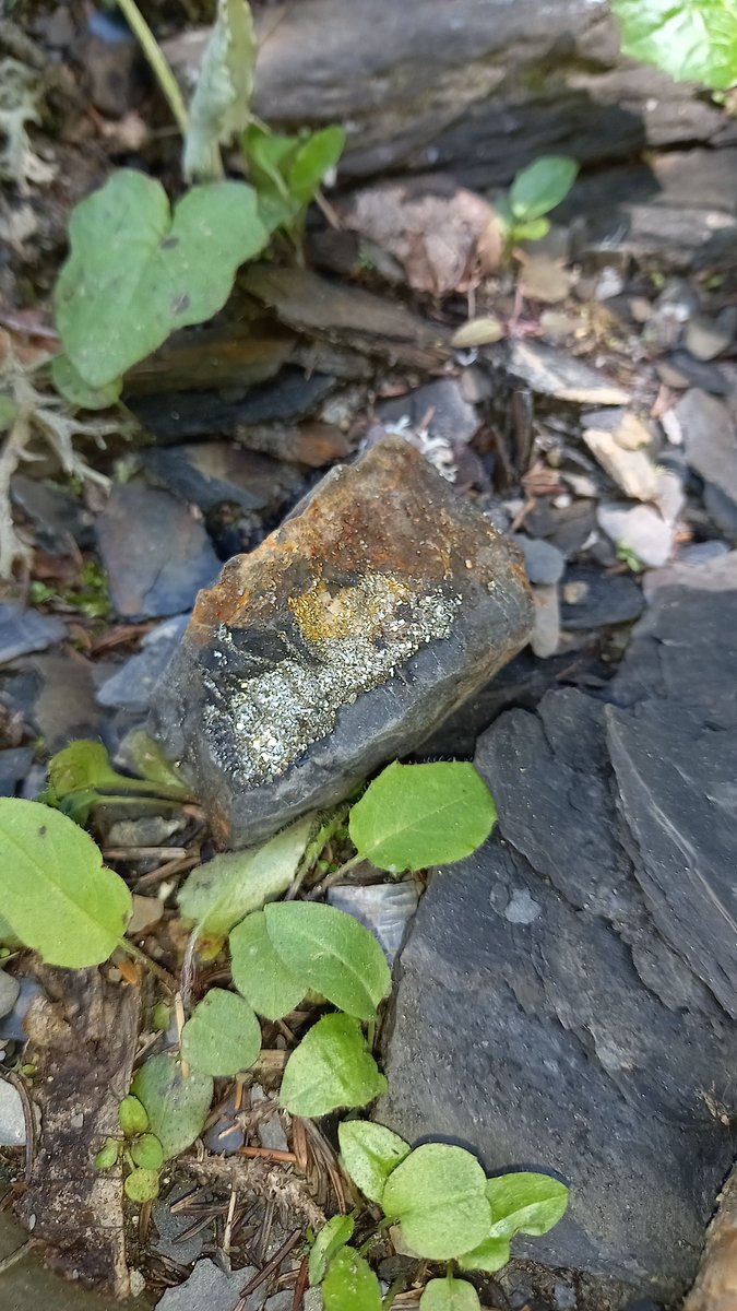 SSchnuffel's tweet photo. Blutiger Kopf gekriegt vom #Pyrit suchen 
#switzerland 
#NaturePhotography 
#gems https://t.co/IznZqfZqVI