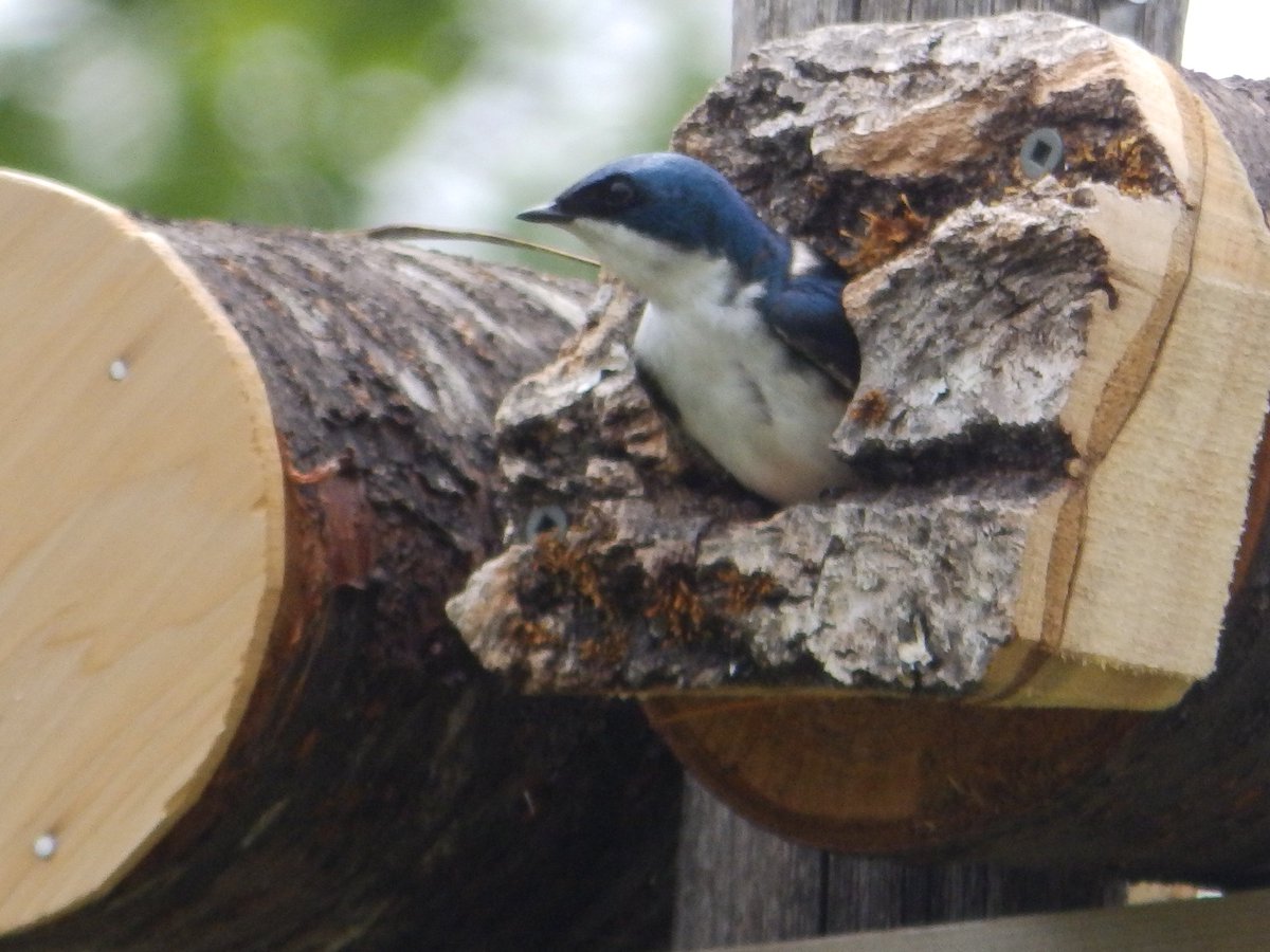 Finally captured one peeking out #treeswallows