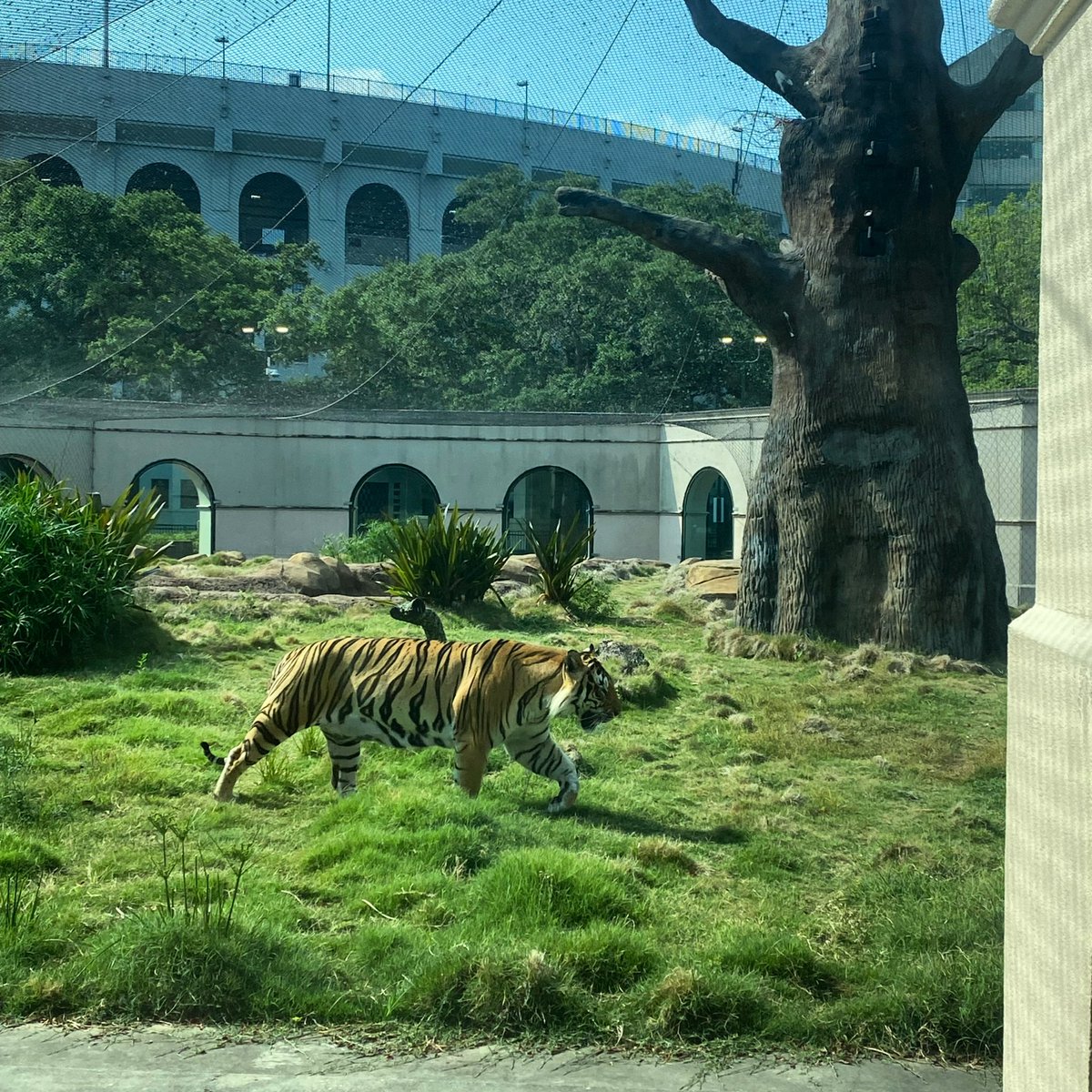 Let’s geaux, Tigers! @LSUbaseball @SEC #MCWS #CWSOmaha