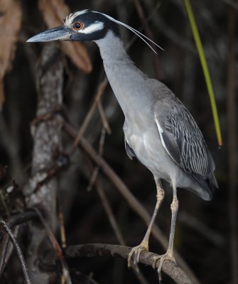 #Bihoreau violacé (Nyctanassa violacea)
oiseaux.net/oiseaux/bihore…