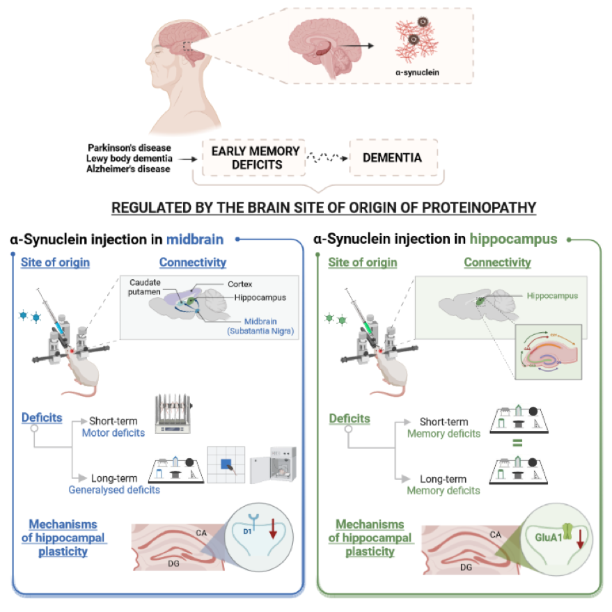 Tigem_Telethon's tweet photo. ‼️Now out a new study by @EDeLeonibus group on @Nature_NPJ #Parkinson Disease on "synaptic mechanisms underlying onset and progression of #memory deficits caused by hippocampal and midbrain #synucleinopathy"
Link to the article here 👇https://t.co/i2rUS0sJmp https://t.co/N4P5xGlfHt