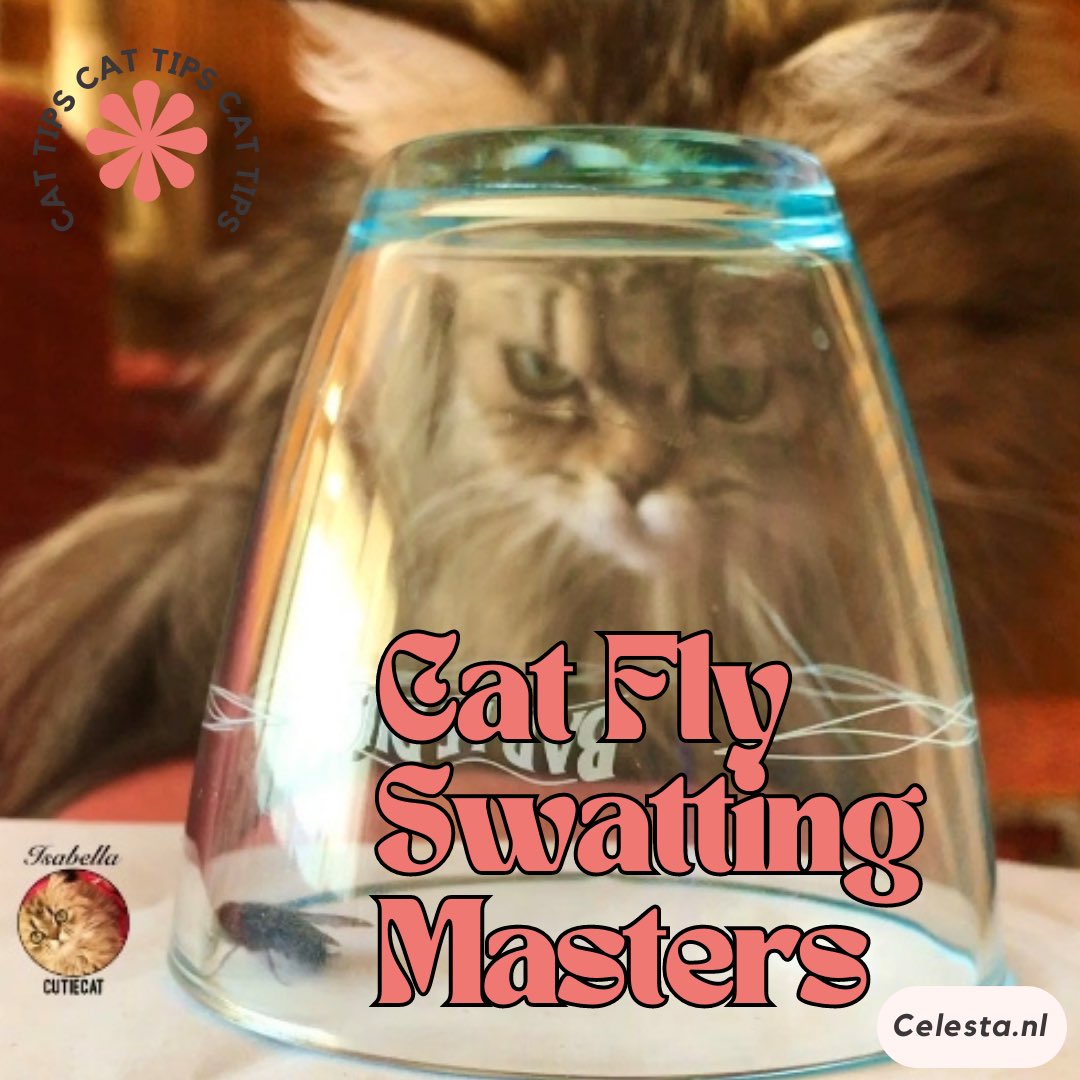 celesta66's tweet photo. Cat Fly Swatting Masters - Cats are the ultimate live fly swatters did you know? If you have three cats; there is noo way that you (if you were a fly) are going to get out a house alive, ever https://t.co/V3jySejrtm #cats #catblog #blog #catsblog https://t.co/HstFqzunjh
