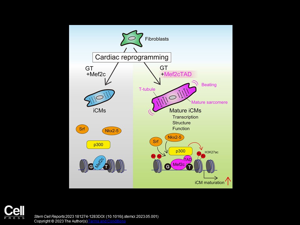 MEF2C/p300-mediated epigenetic remodeling promotes the maturation of induced cardiomyocytes