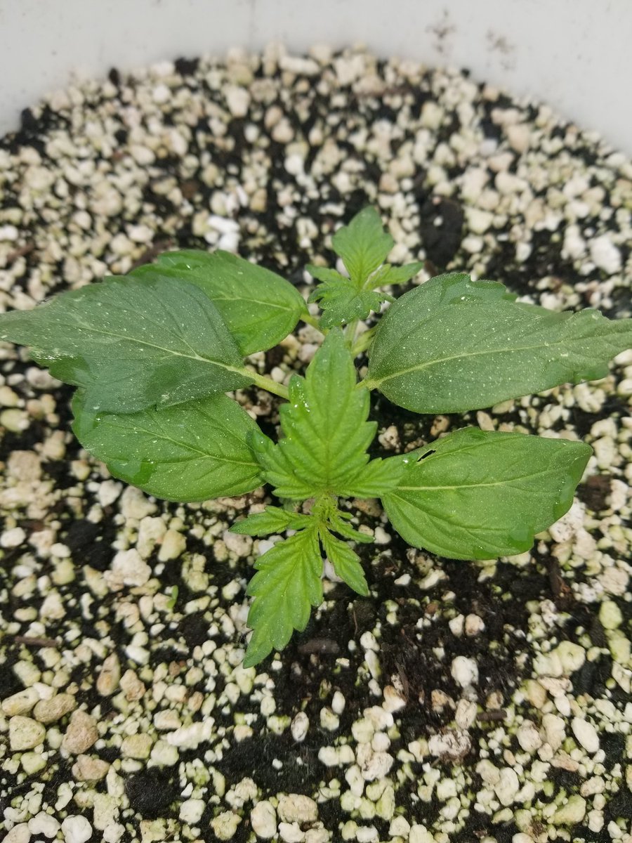 RBGWeed705's tweet photo. Cheese kush outdoors https://t.co/J7wGv5U0tC