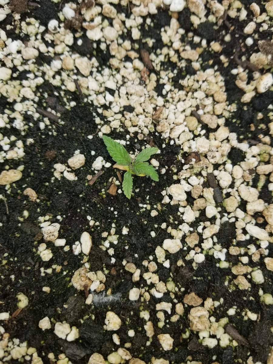RBGWeed705's tweet photo. Cheese kush outdoors https://t.co/J7wGv5U0tC