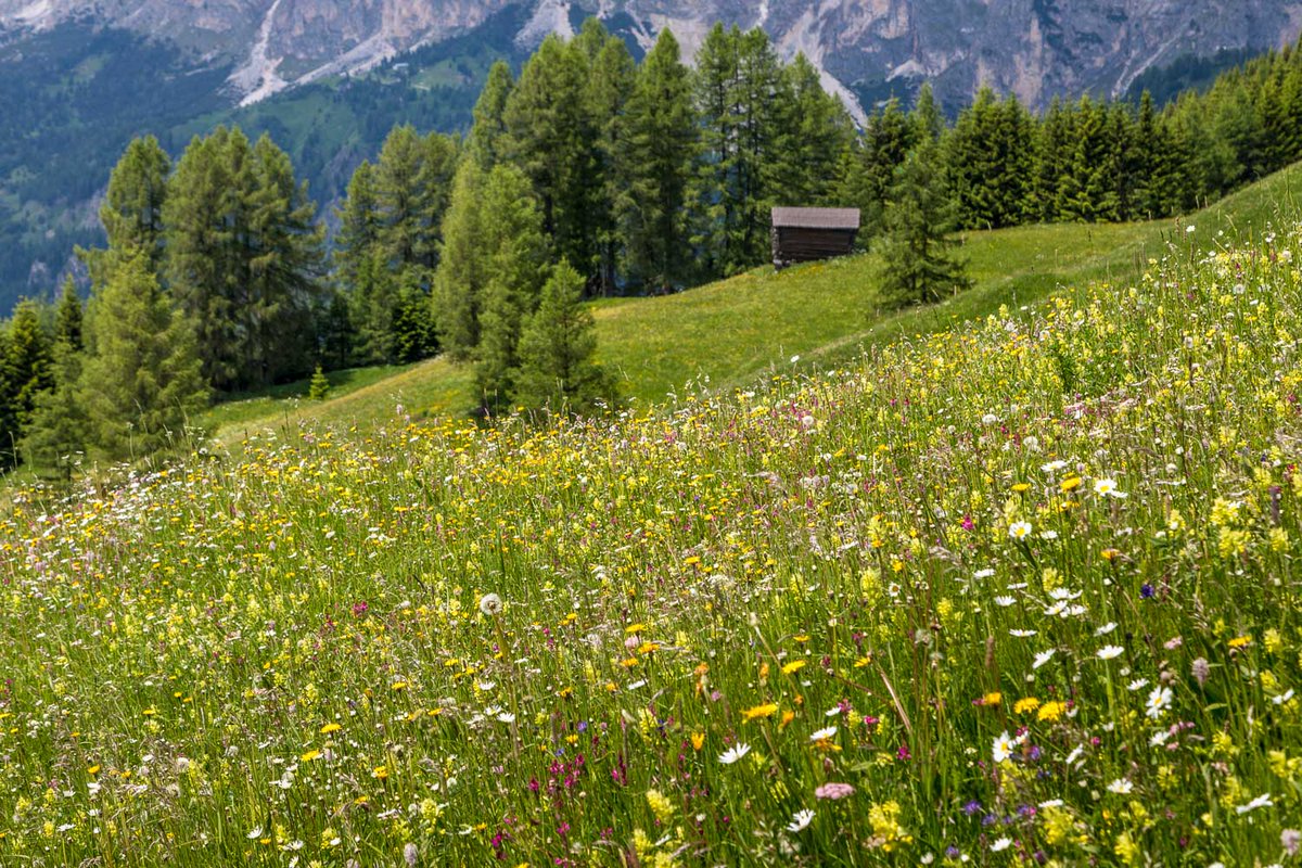 andrewswalks's tweet photo. A walk through the meadows above Corvara #Dolomites 🇮🇹
https://t.co/3CZItU1ZSe https://t.co/nY4URzilbl