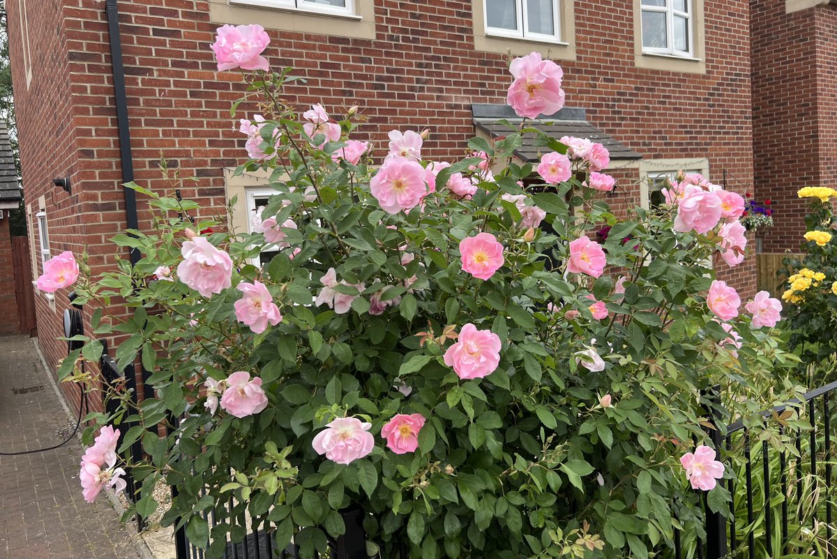 The roses in our garden are showing off and we are loving it 😍 🌹

🌺☘️🌼

#Rose #Summer #Flowers #naturebeauty #Bedford #StormHour #ThePhotoHour #WeekendVibe