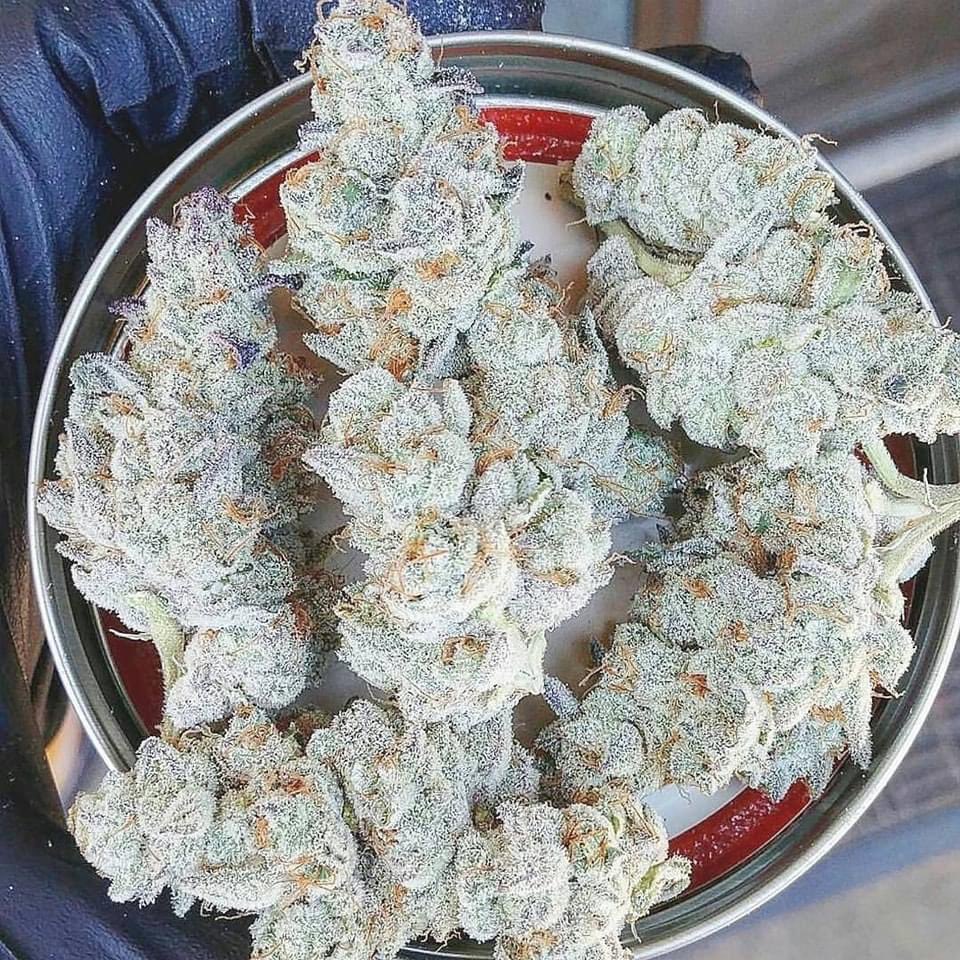 Icy Fruits 🥶🍓🍌😍 #StonerFam #Mmemberville #WeedLovers #CannabisCommunity