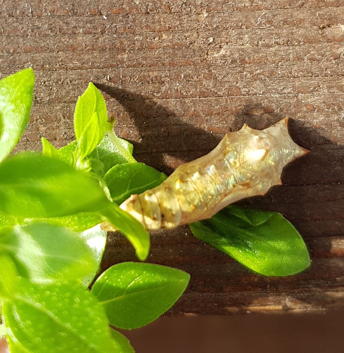MarkettaVainio's tweet photo. Hieno kullan värinen perhosen toukka löytyi basilikakasvustosta. Tietääköhän kukaan mikä sortti mahtaa olla kyseessä?
#perhosentoukka #biologi https://t.co/WxGhtG2UAr