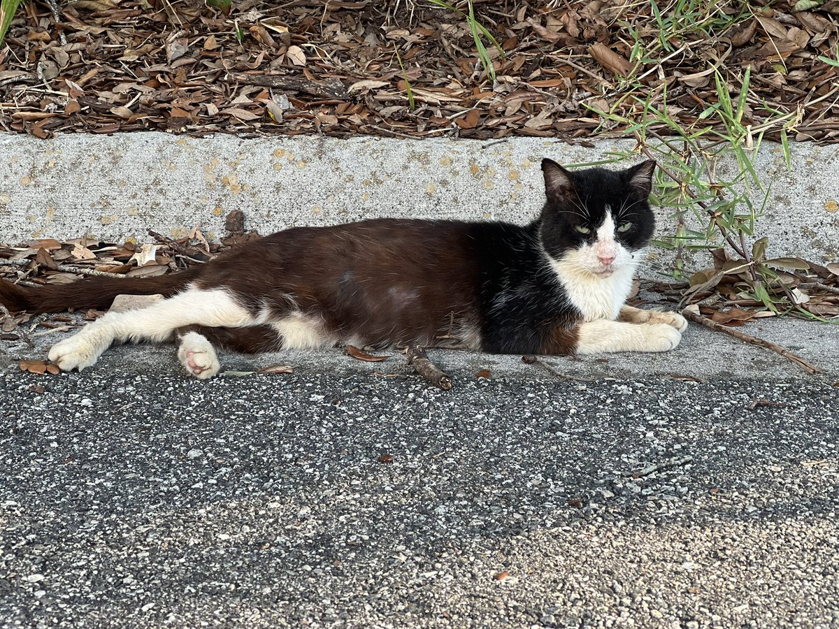 Happy #Caturday . My feral boy Tomas wishes you a great weekend. 
#SabadoGatuno #ailurophile #catpeople #catlovers #neko #Gato #mishito