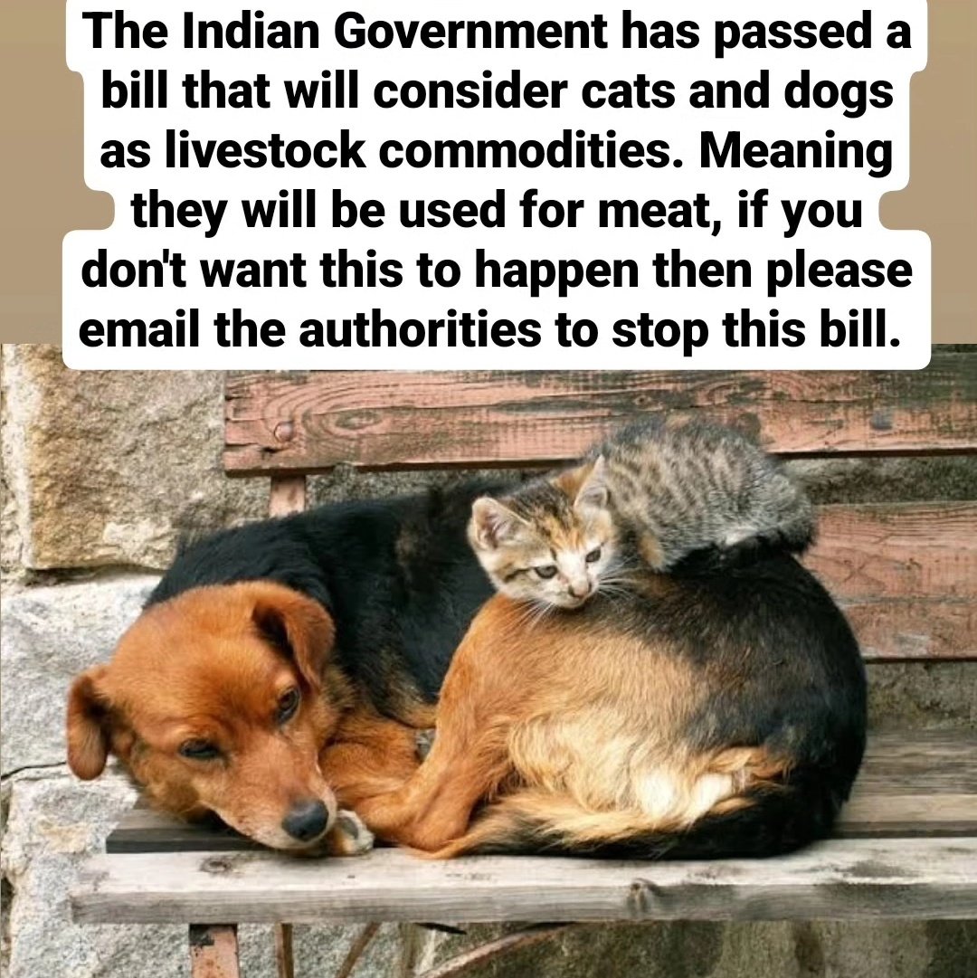streetdogsof's tweet photo. #SAYNOTOLIVESTOCKBILL2023
A country cannot thrive when its governing body fails to recognize the importance of compassion and the value of life.
#SAYNOTOLIVESTOCKBILL2023 
@PRupala @Dept_of_AHD @Min_FAHD https://t.co/VLZzHFbrKV