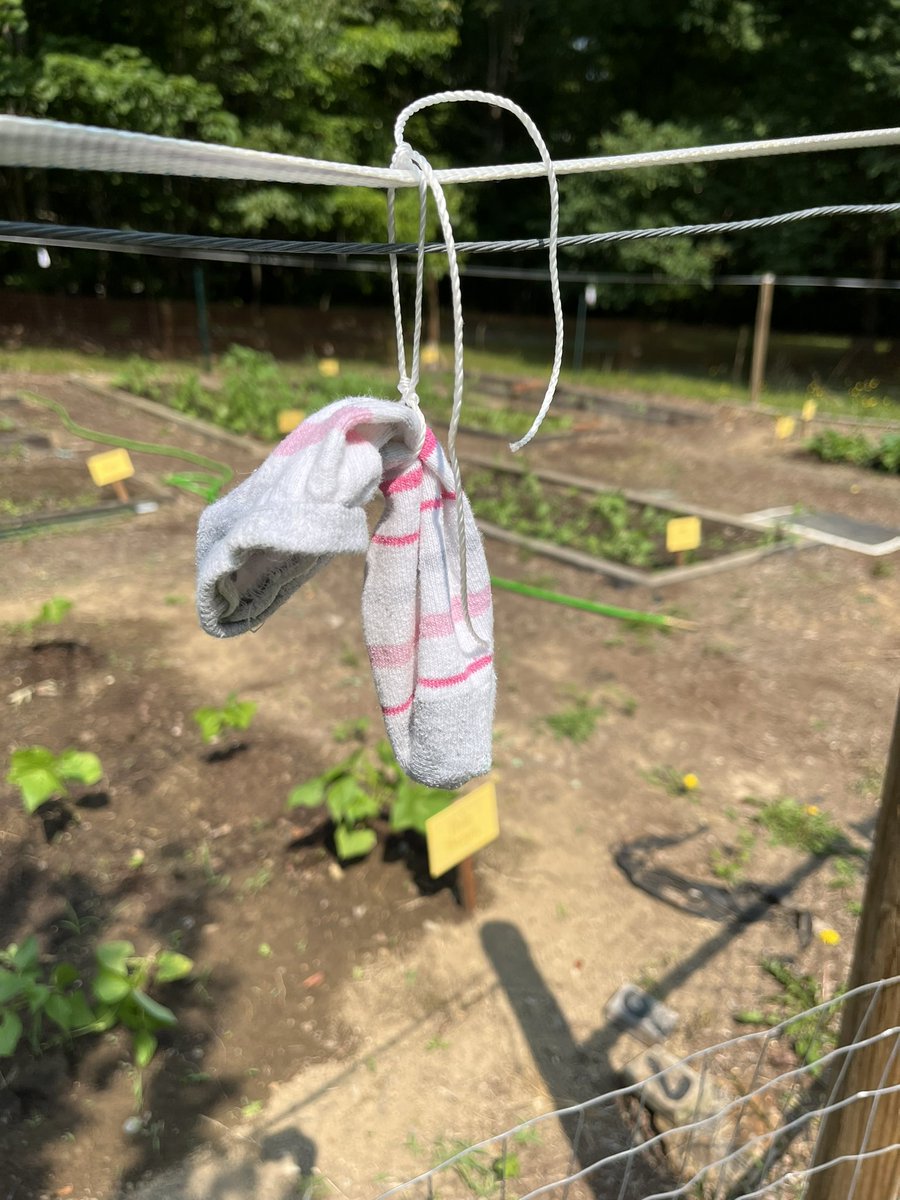 EricBuechel's tweet image. Have a deer problem in your garden? Do what we do and hang #IrishSpring soup around your garden to protect your plants from hungry #deer.